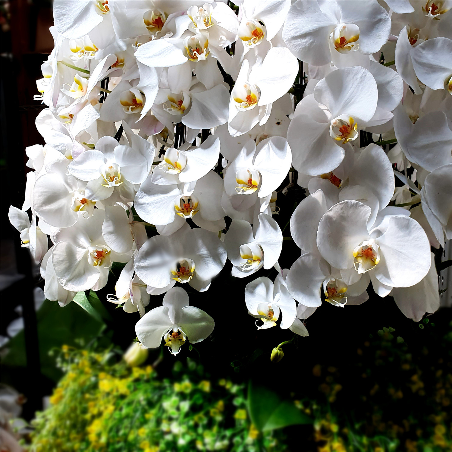 (出租)帝王蘭花(白)(無造景)