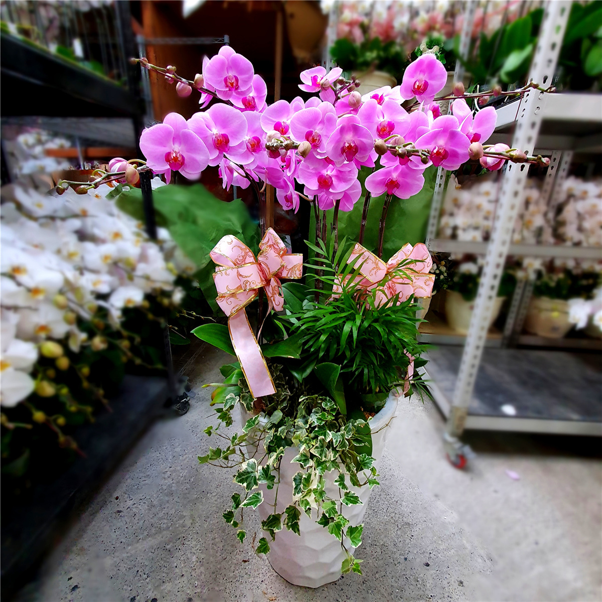 7株蘭花(粉) (萬里,瑞芳,貢寮)