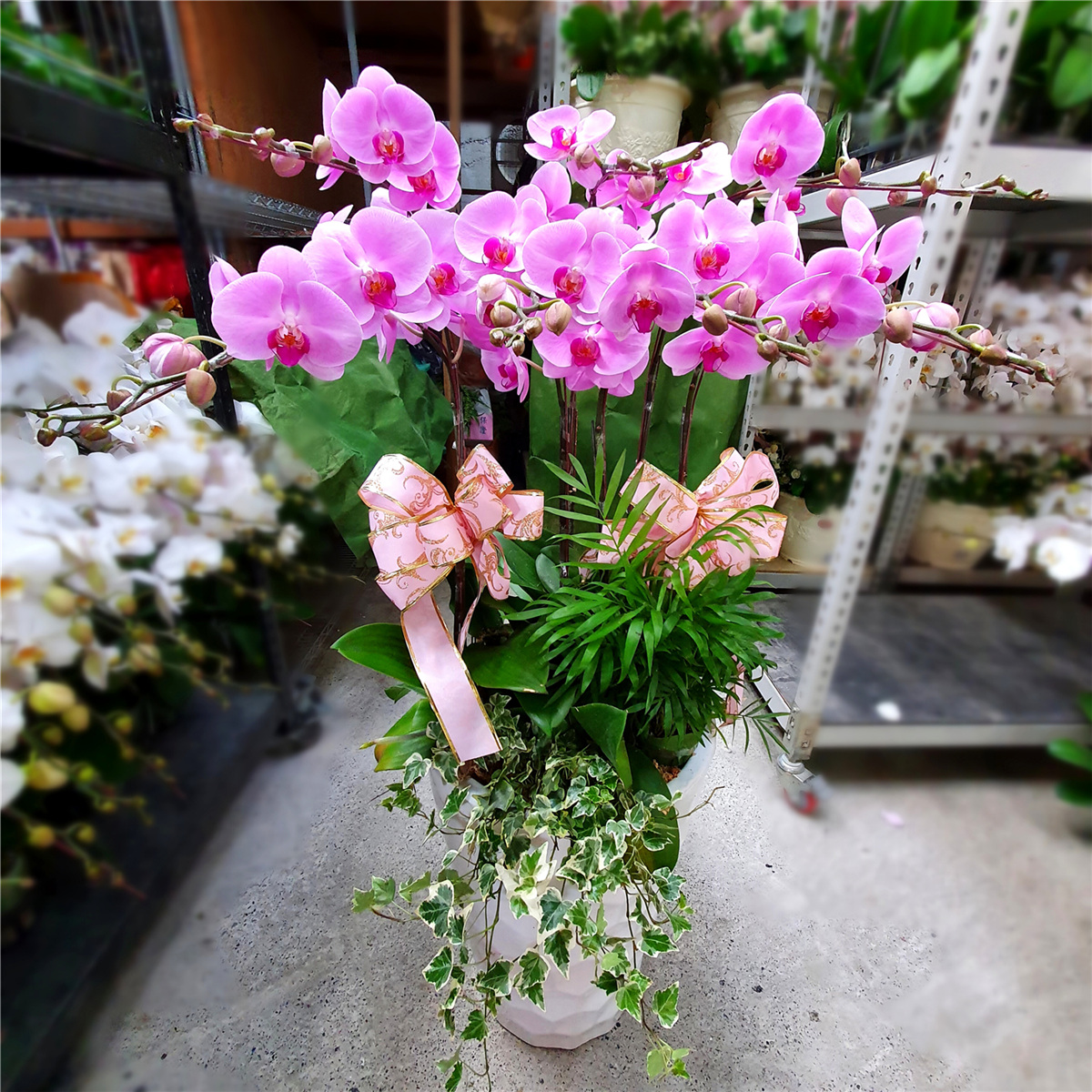 9株蘭花(粉) (萬里,瑞芳,貢寮)