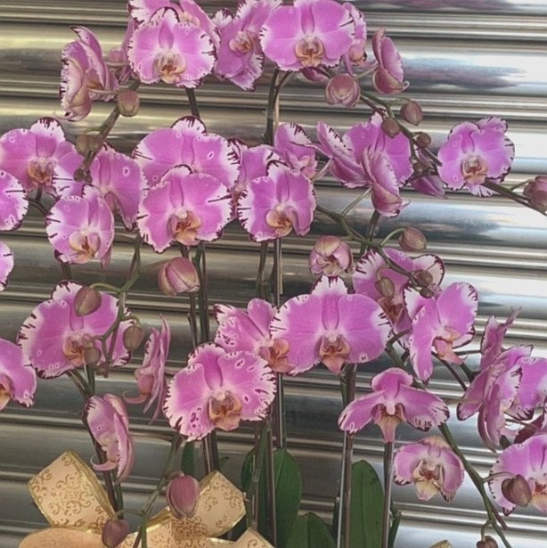 10株粉色蘭花