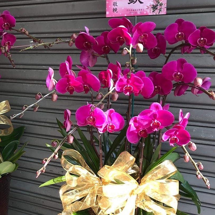 8株粉色蘭花