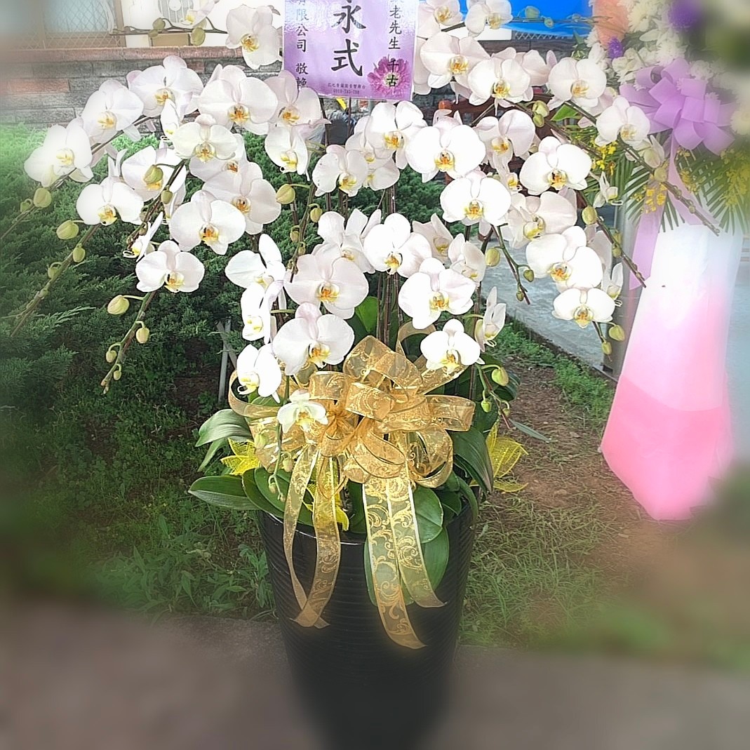 15株白色蘭花