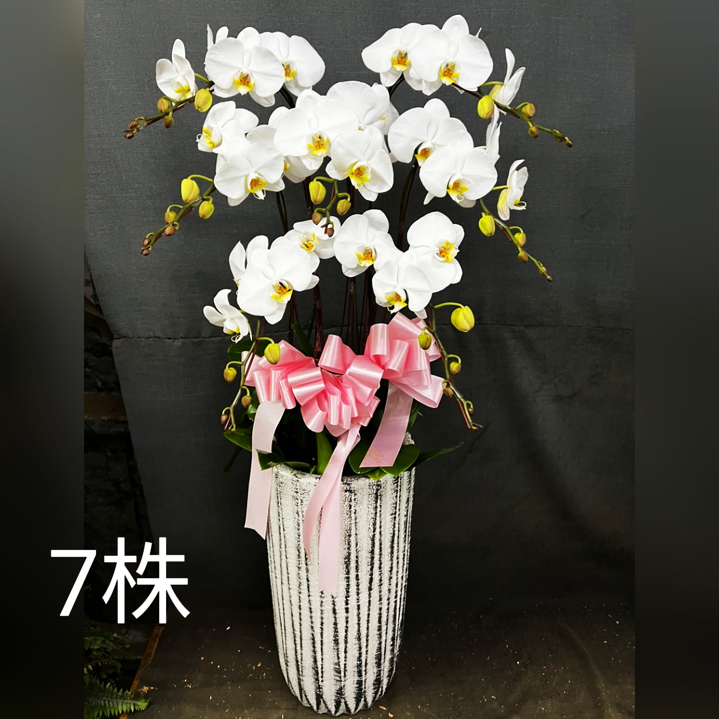 7株白色蘭花