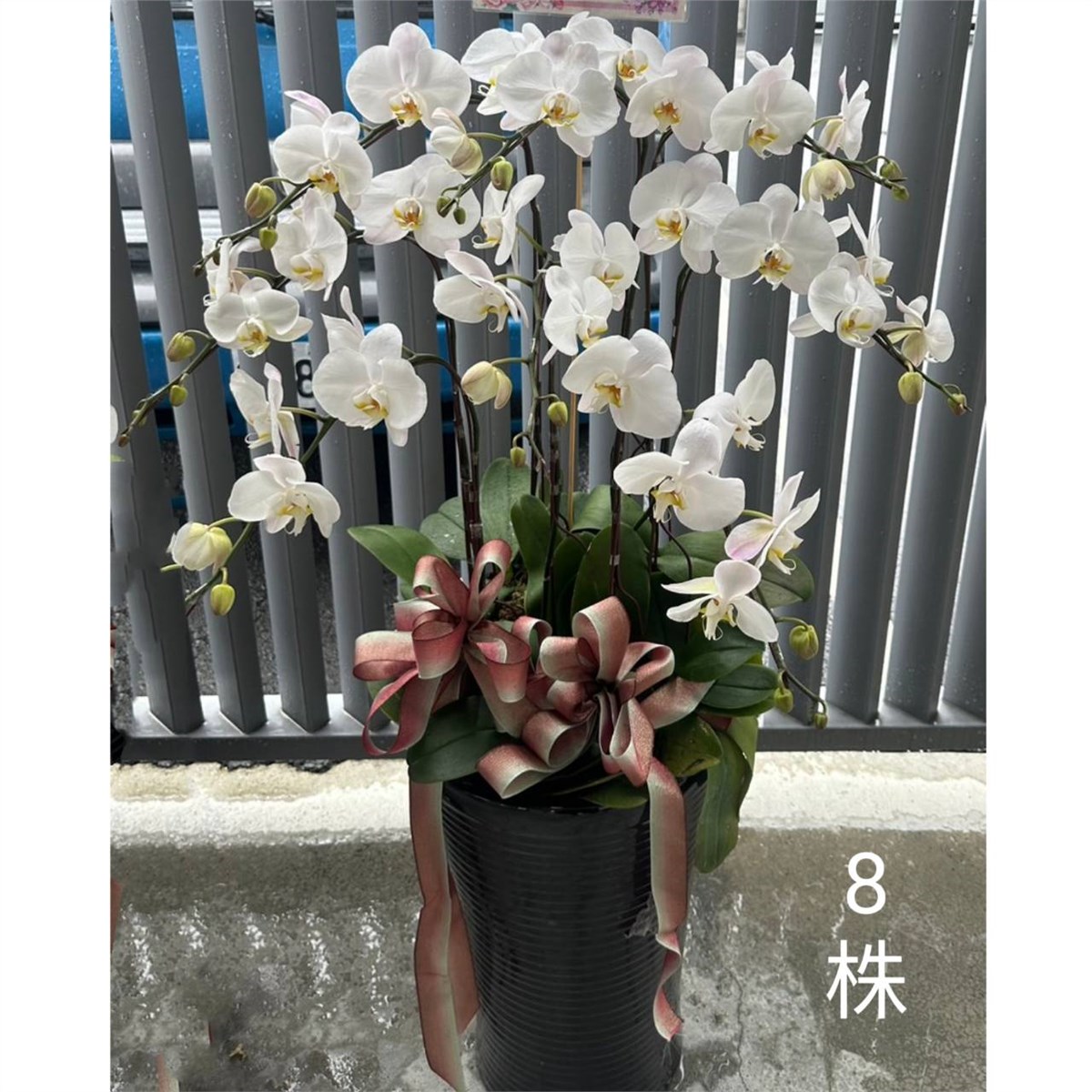 8株白色蘭花