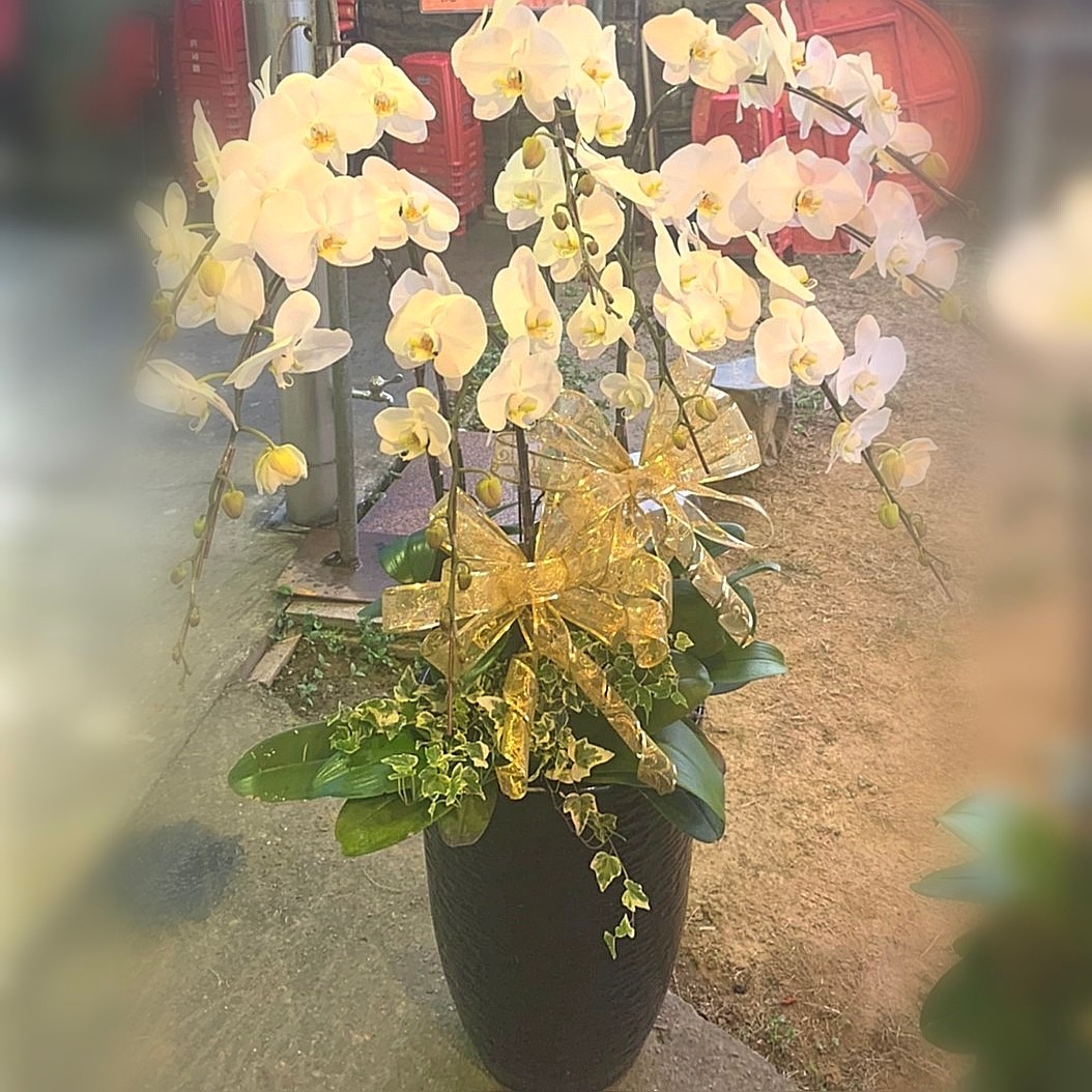 8株白色蘭花