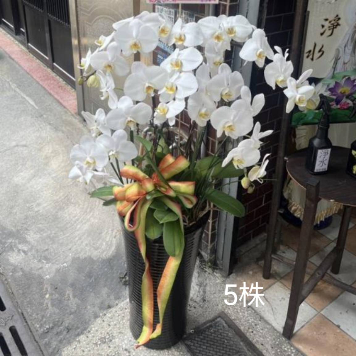 5株白色蘭花