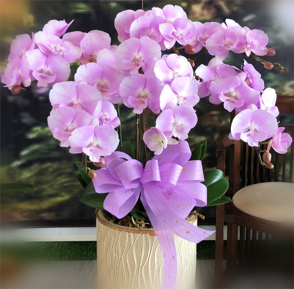 粉大唇7株蘭花