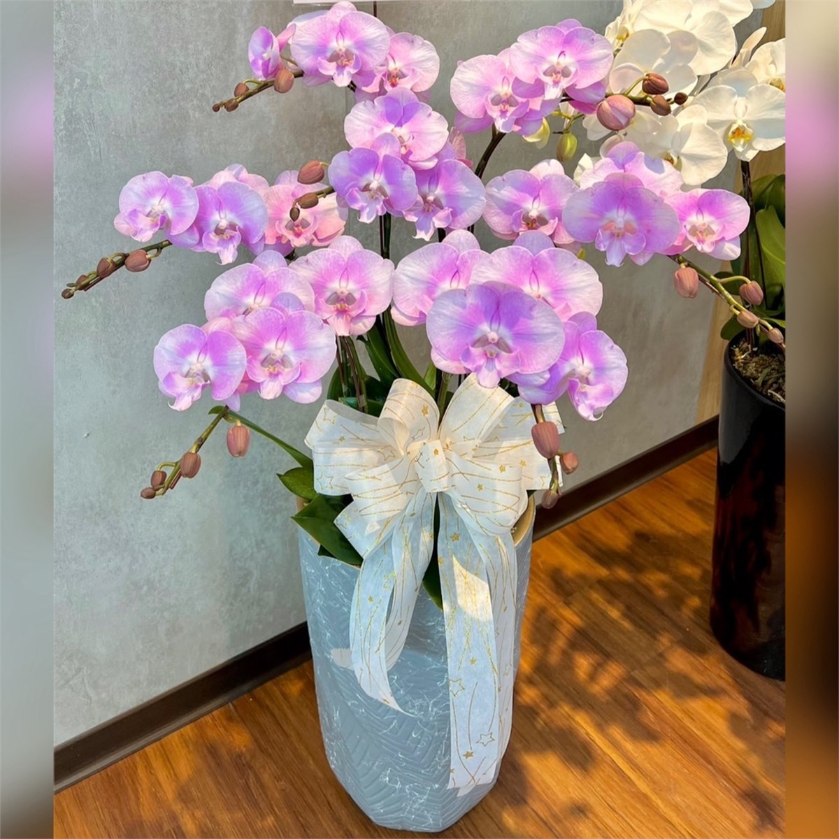 粉大唇7株蘭花