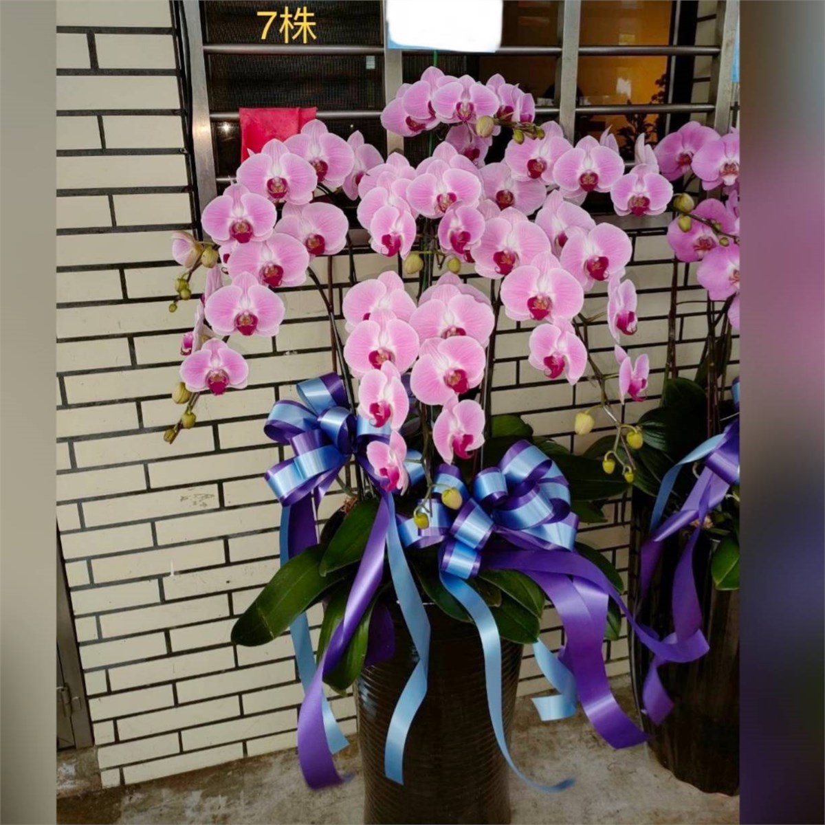 粉大唇7株蘭花