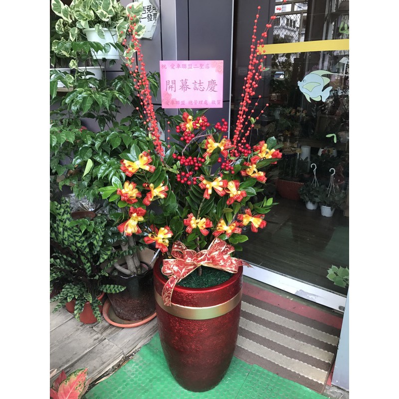 金錢樹盆栽D款