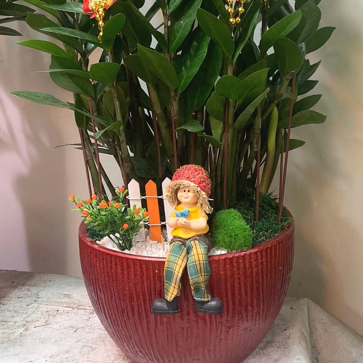 桌上型金錢樹