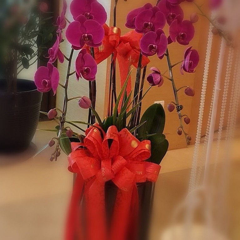 風雅典藏-5株蘭花