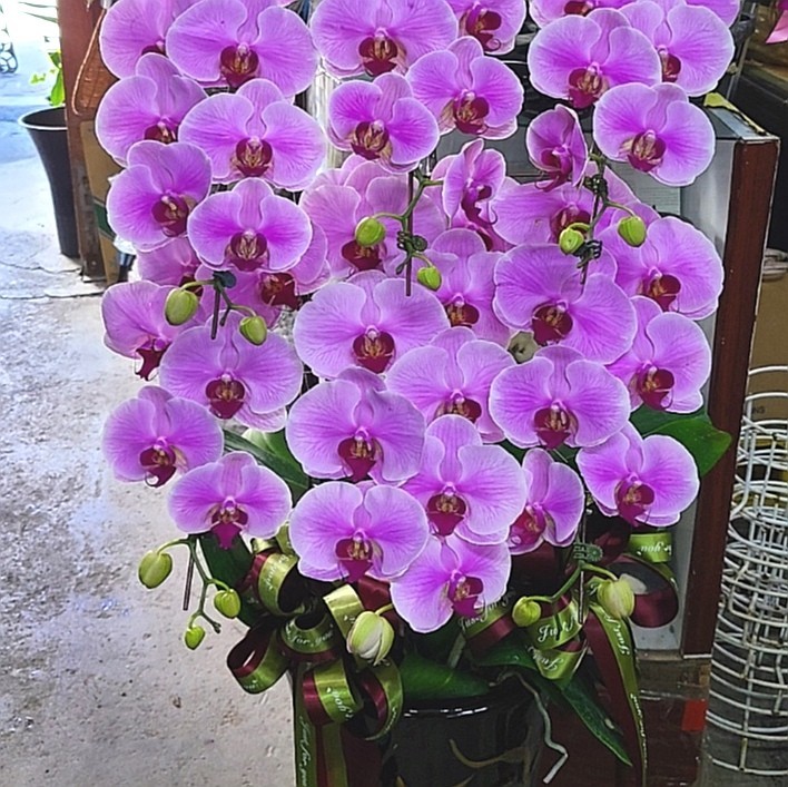 6株高雅蘭花(粉色)