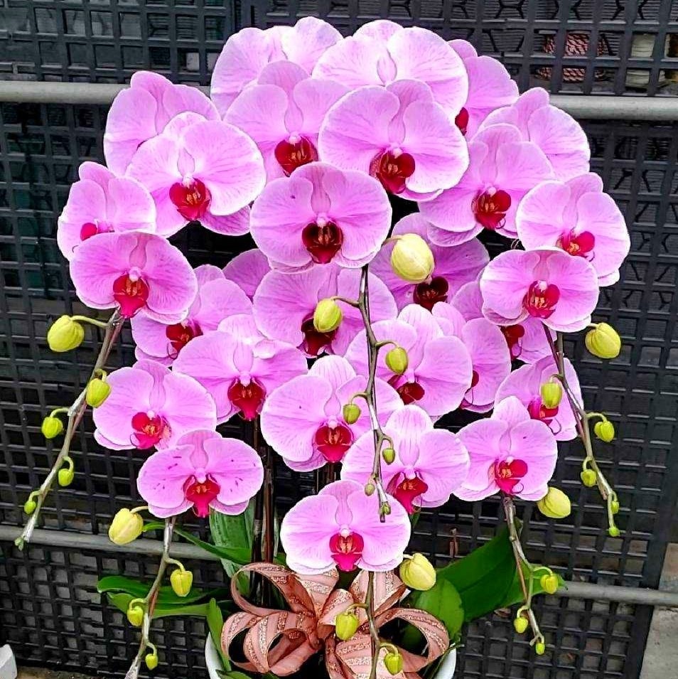6株高級蝴蝶蘭(紅色)