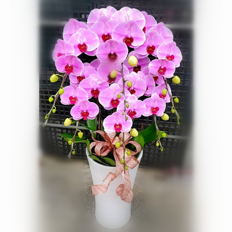 6株高級蝴蝶蘭(紅色)