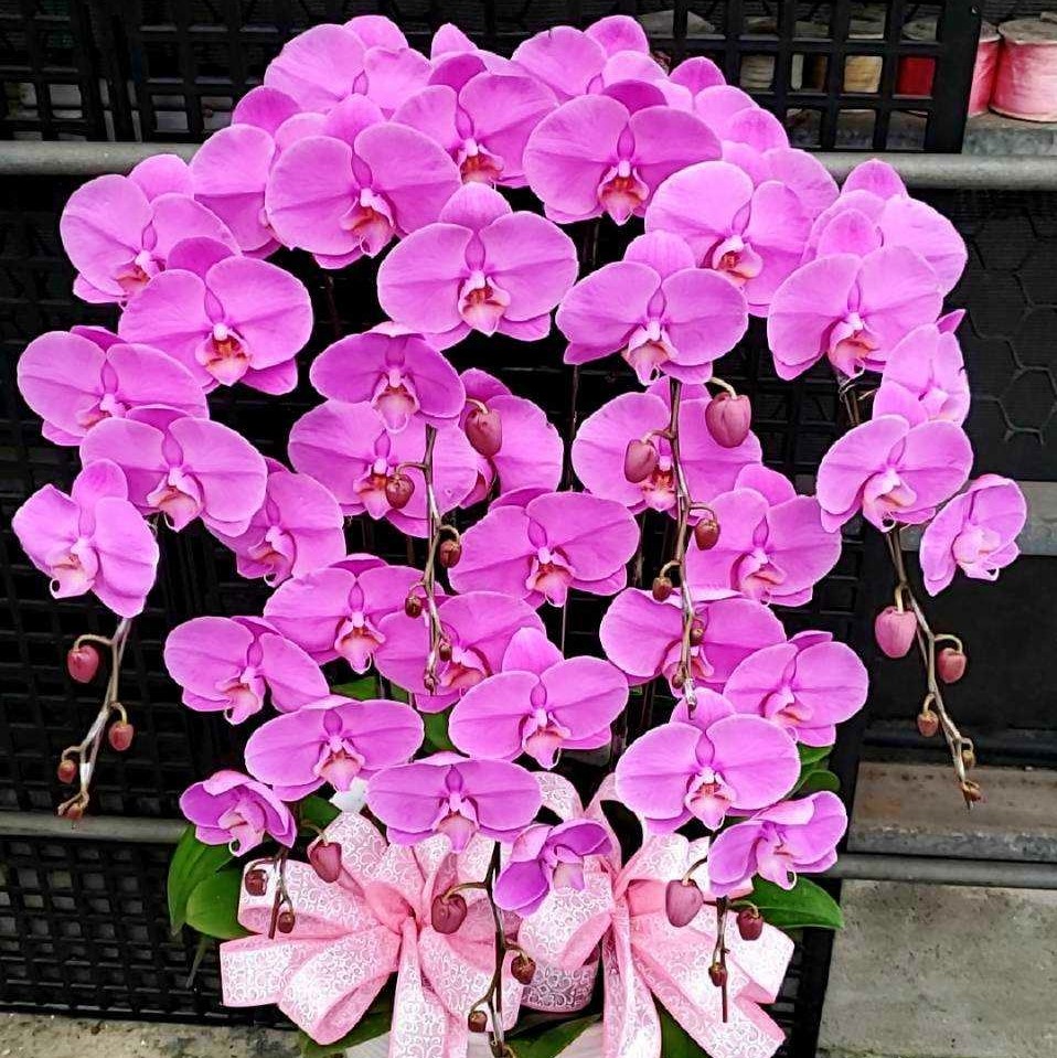 7株高級蝴蝶蘭(粉色)
