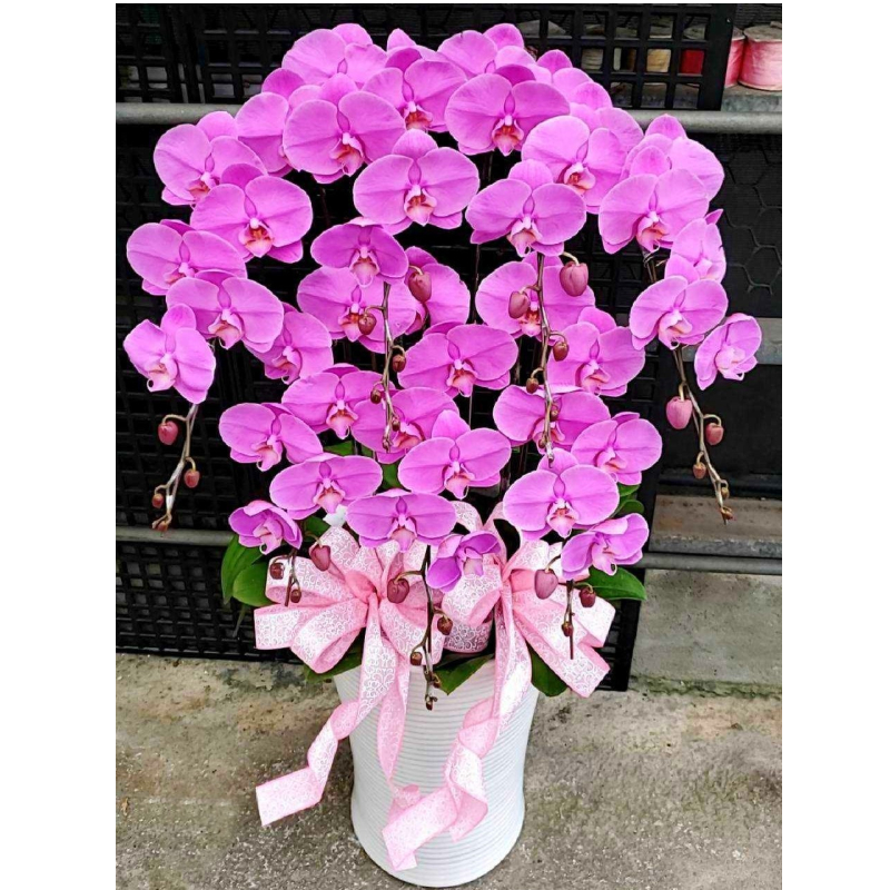 7株高級蝴蝶蘭(粉色)