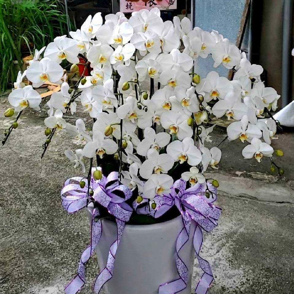 7株高級蝴蝶蘭B款(白色)