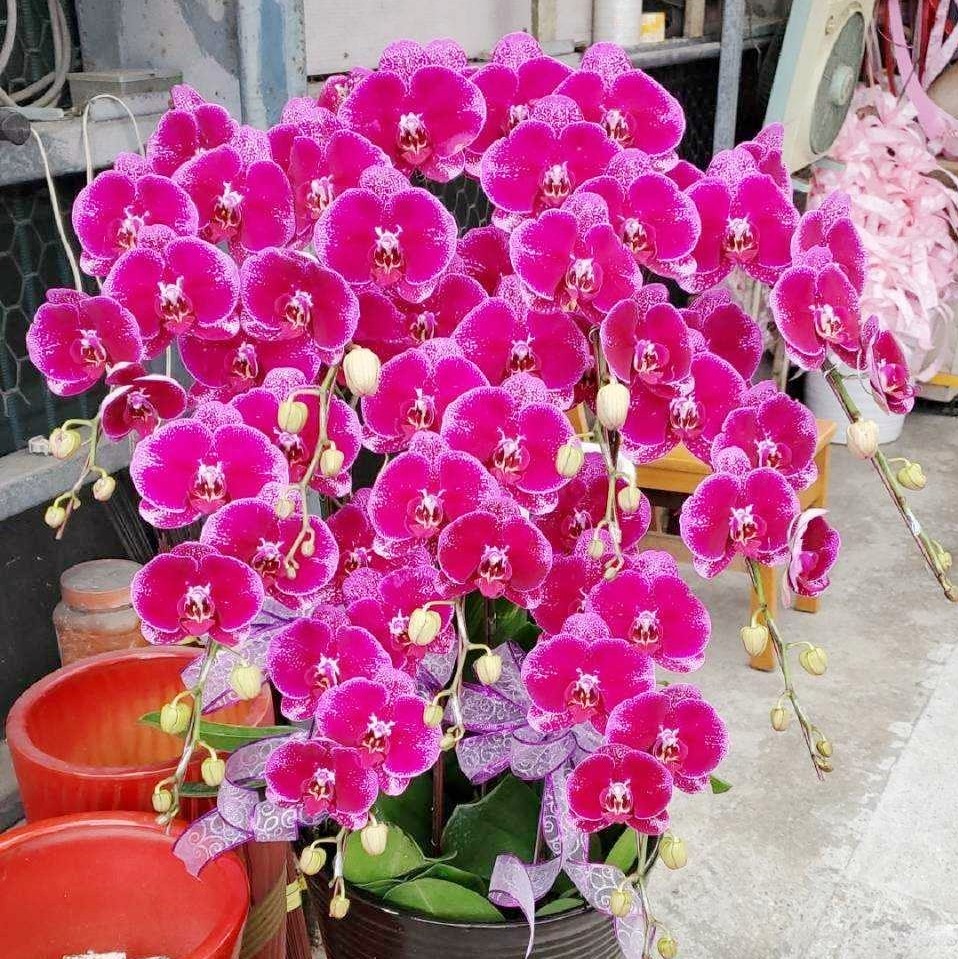 9株高級蝴蝶蘭(紅色)