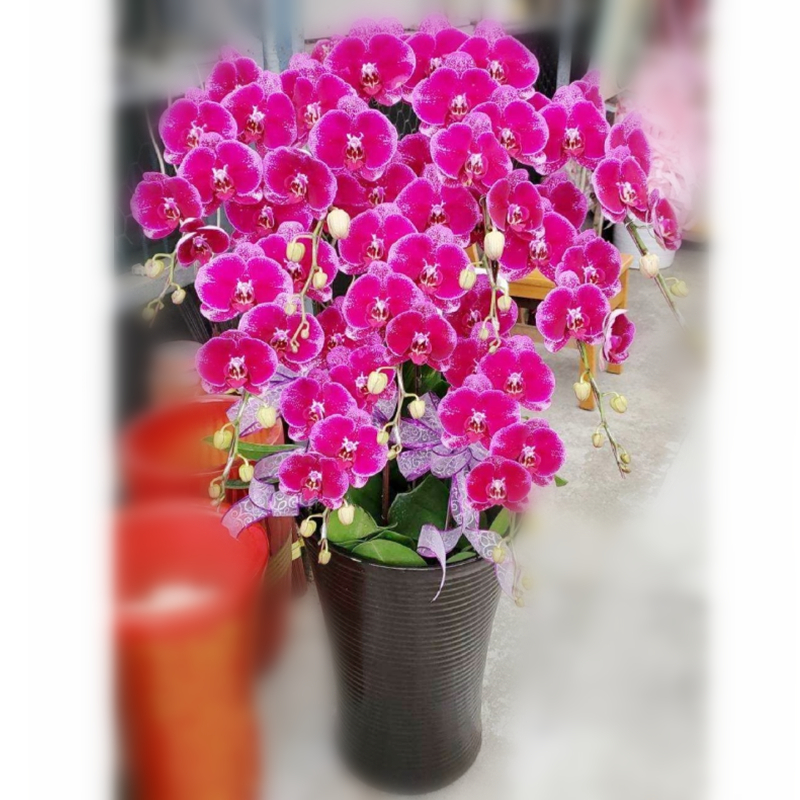 9株高級蝴蝶蘭(紅色)