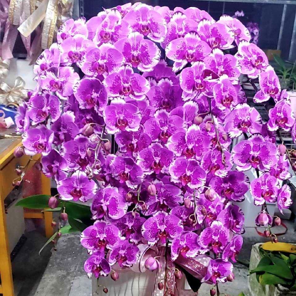 11株高級蝴蝶蘭(粉色)