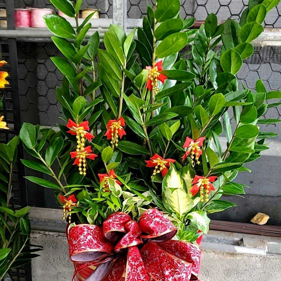 金錢樹(大盆)