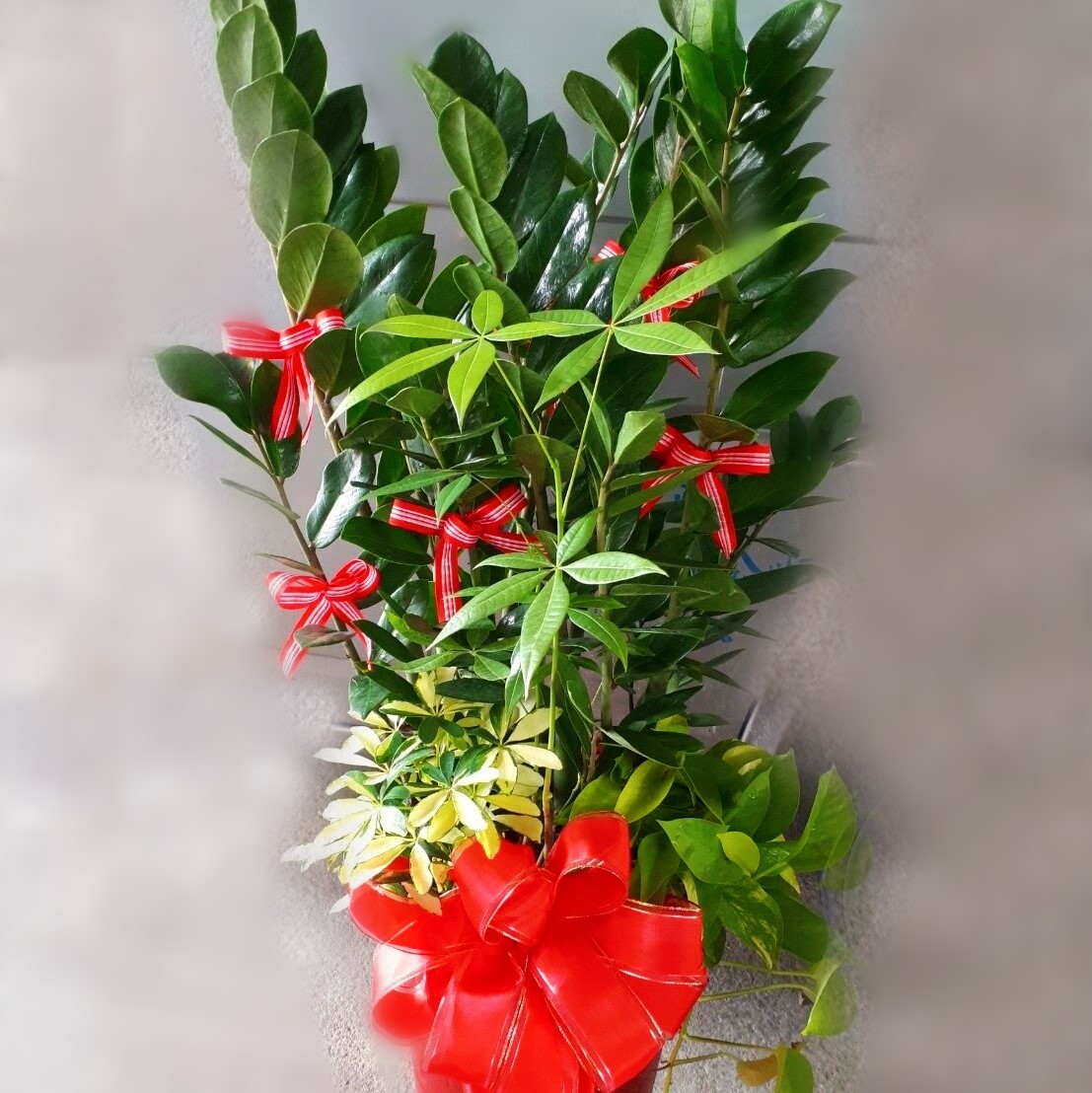 金錢樹(小盆)