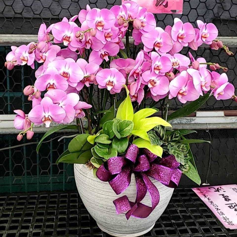 桌上型蘭花組合盆C款