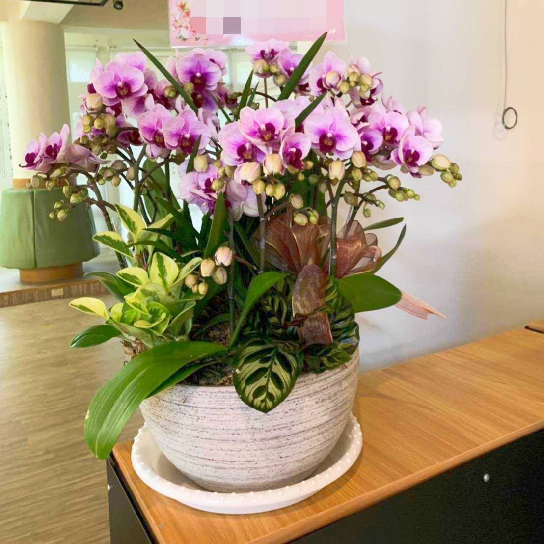 桌上型蘭花組合盆D款
