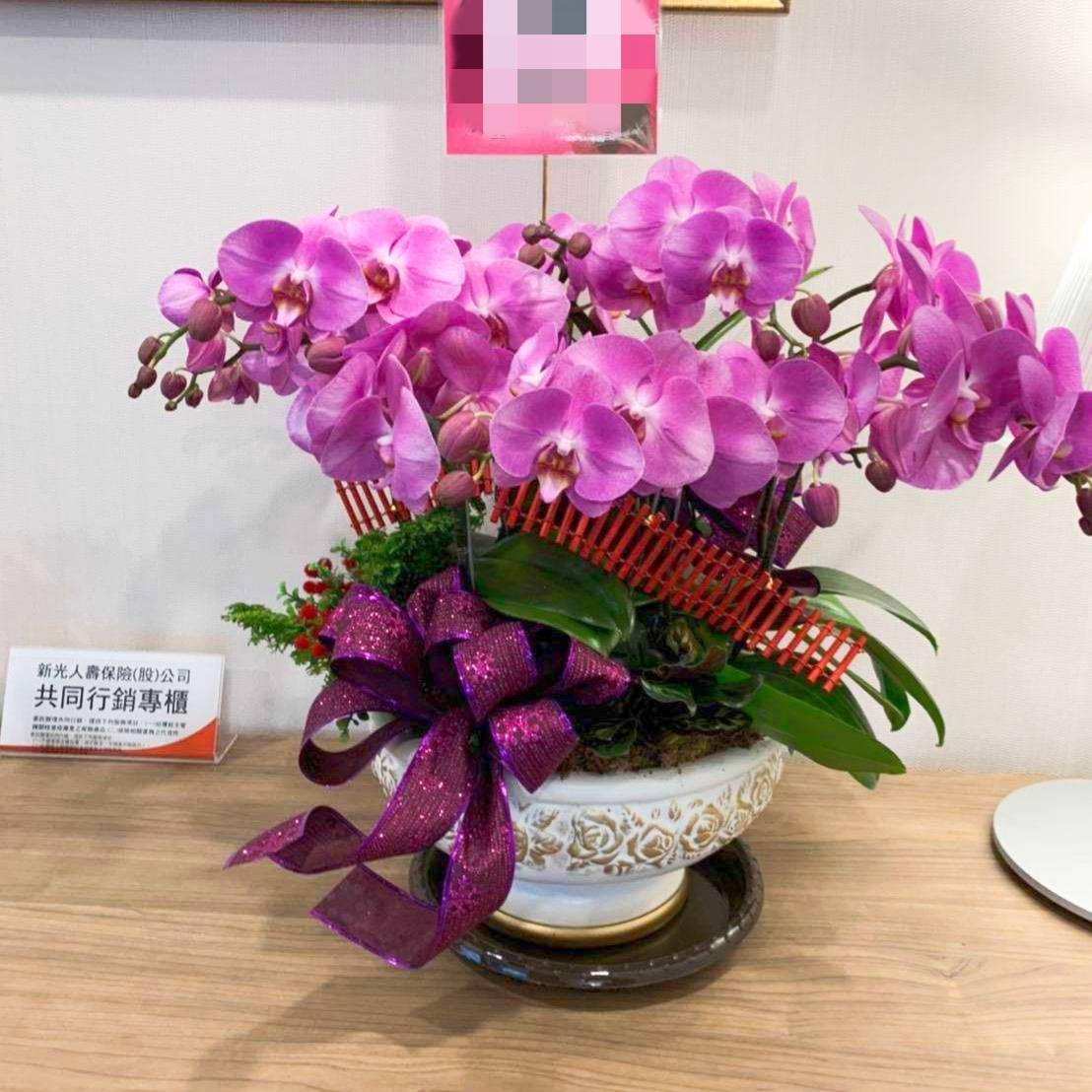 桌上型蘭花組合盆E款