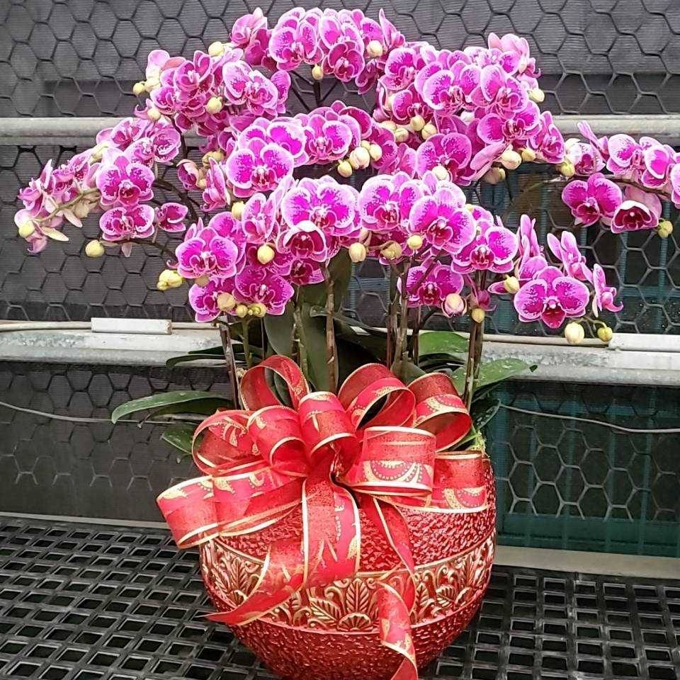 桌上型蘭花組合盆F款