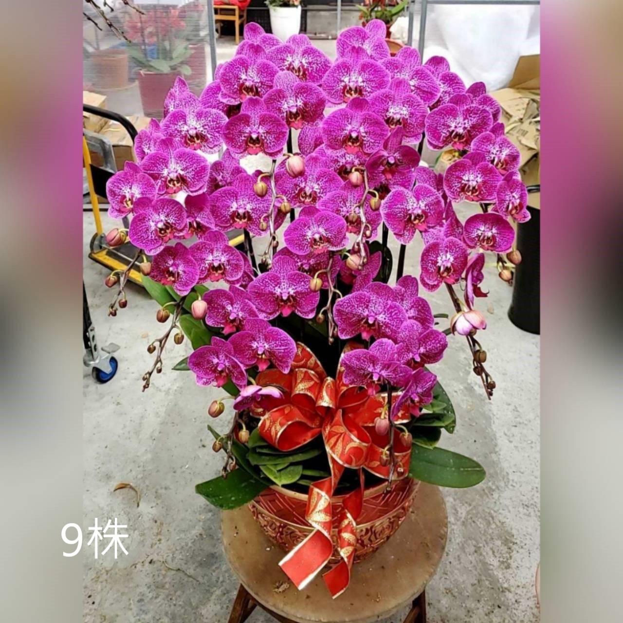 9株蘭花組合盆(喜慶)