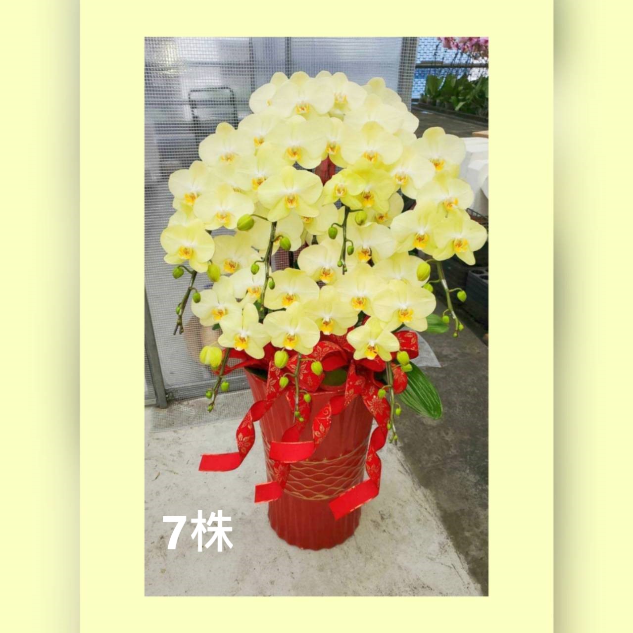 7株蘭花組合盆(喜慶)