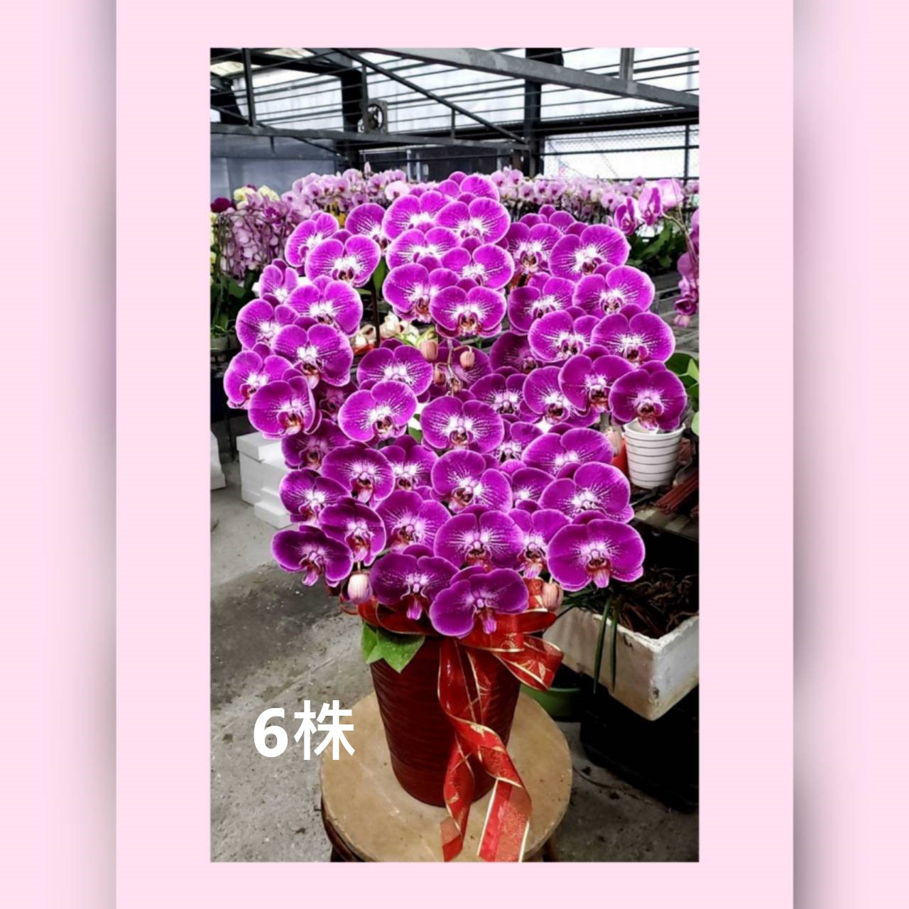 6株蘭花組合盆(喜慶)