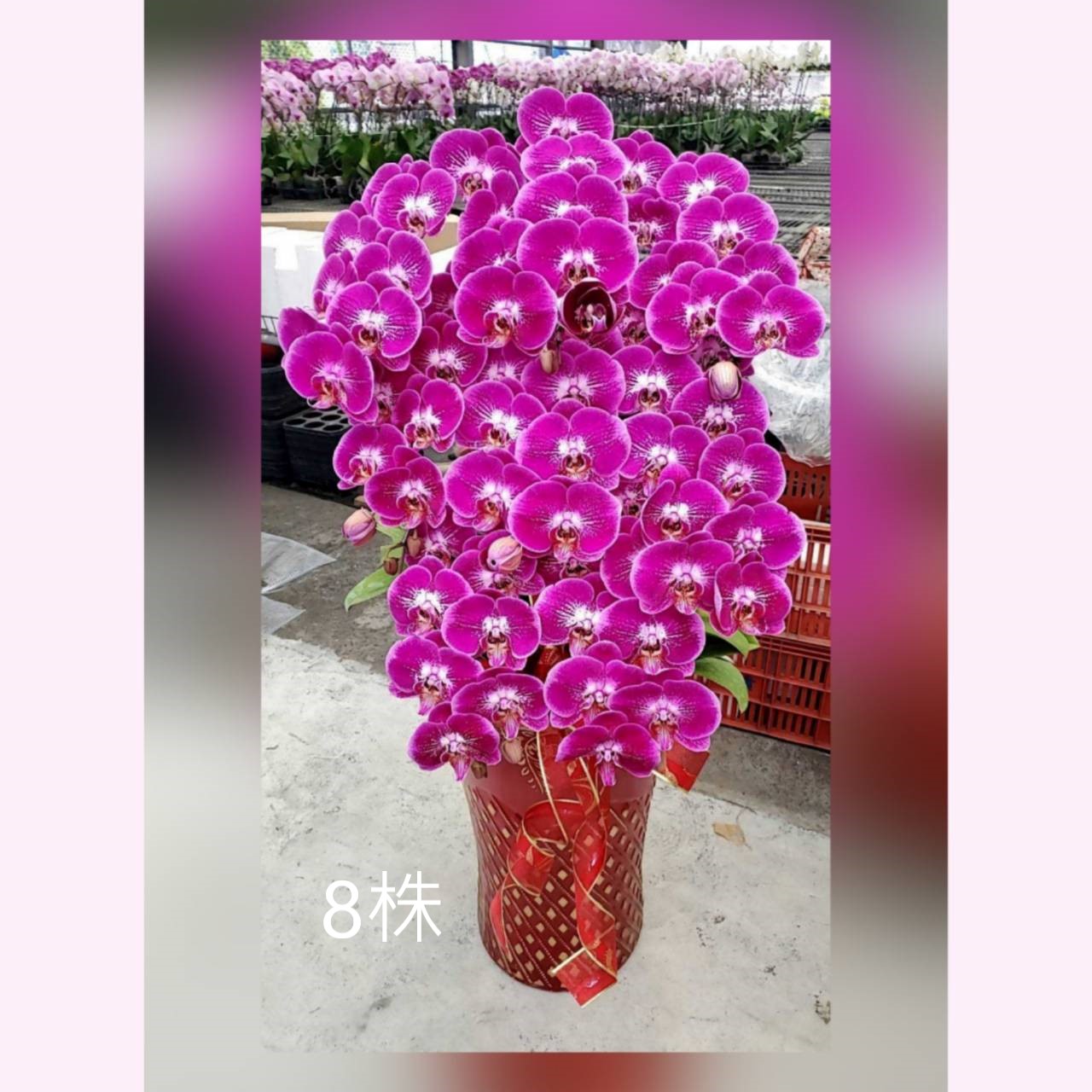 8株蘭花組合盆(喜慶)