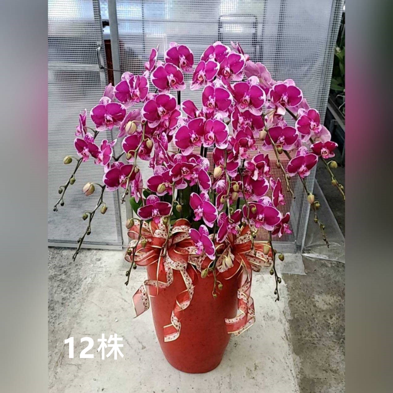 12株蘭花組合盆(喜慶)