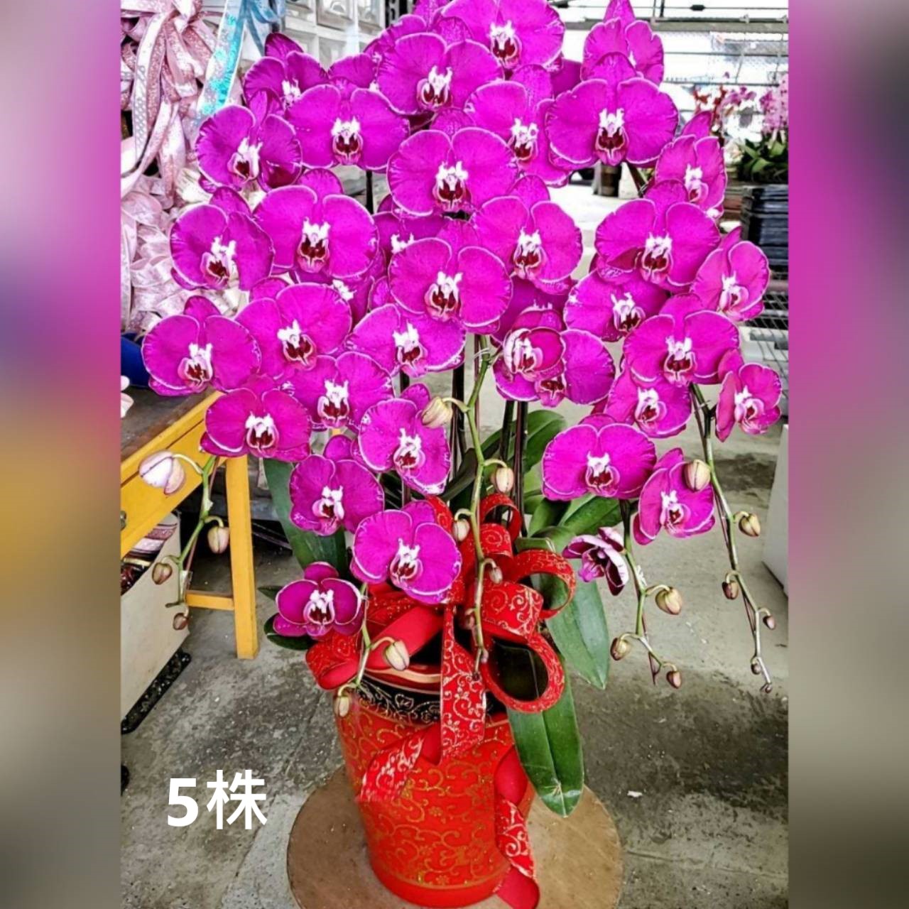 5株蘭花組合盆(喜慶)