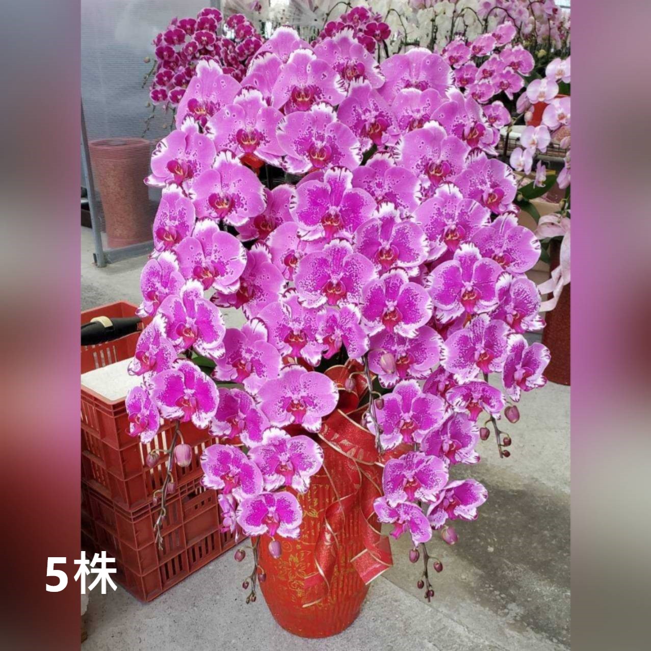 5株蘭花組合盆(喜慶)