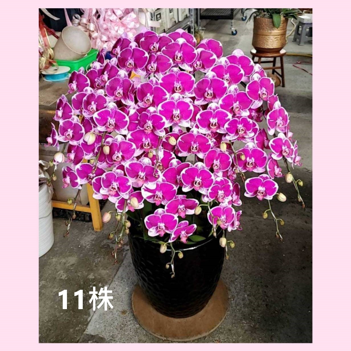 11株蘭花組合盆(喜慶)