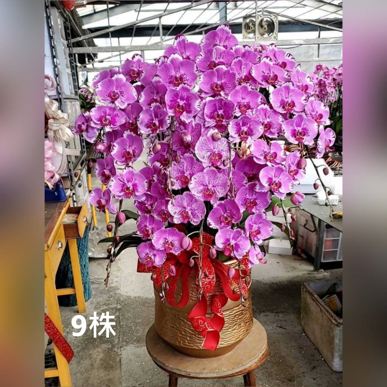 9株蘭花組合盆(喜慶)