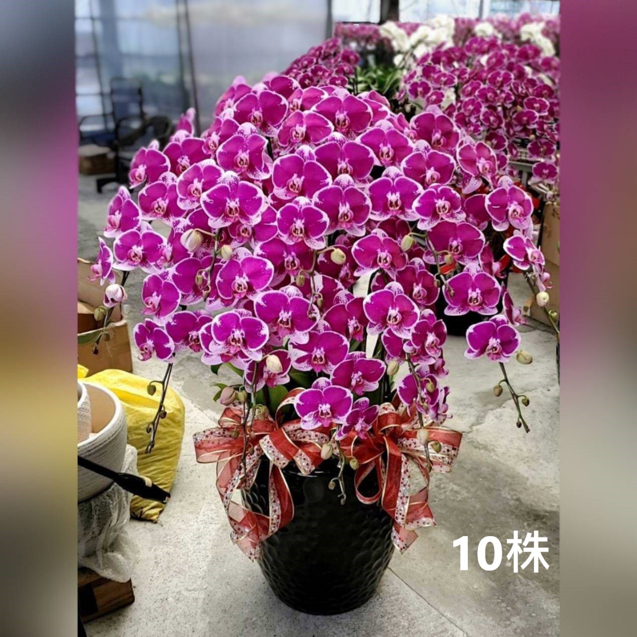 10株蘭花組合盆(喜慶)