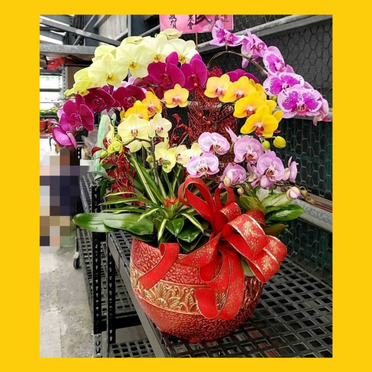 桌上型蘭花組合盆G款