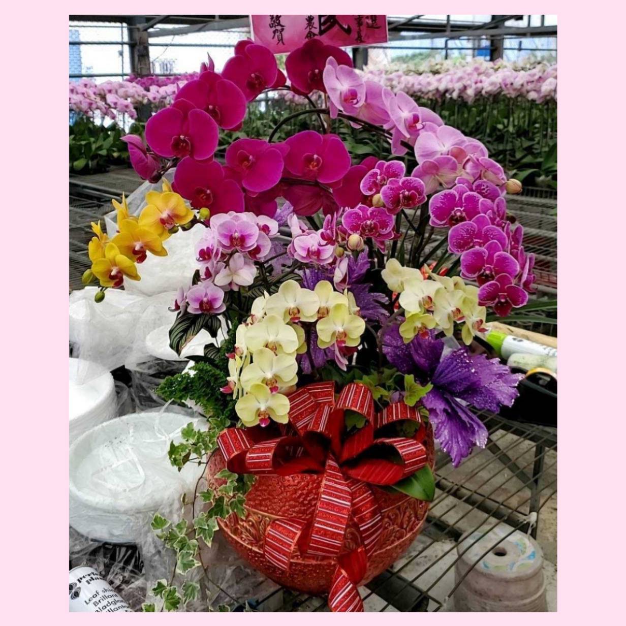 桌上型蘭花組合盆H款