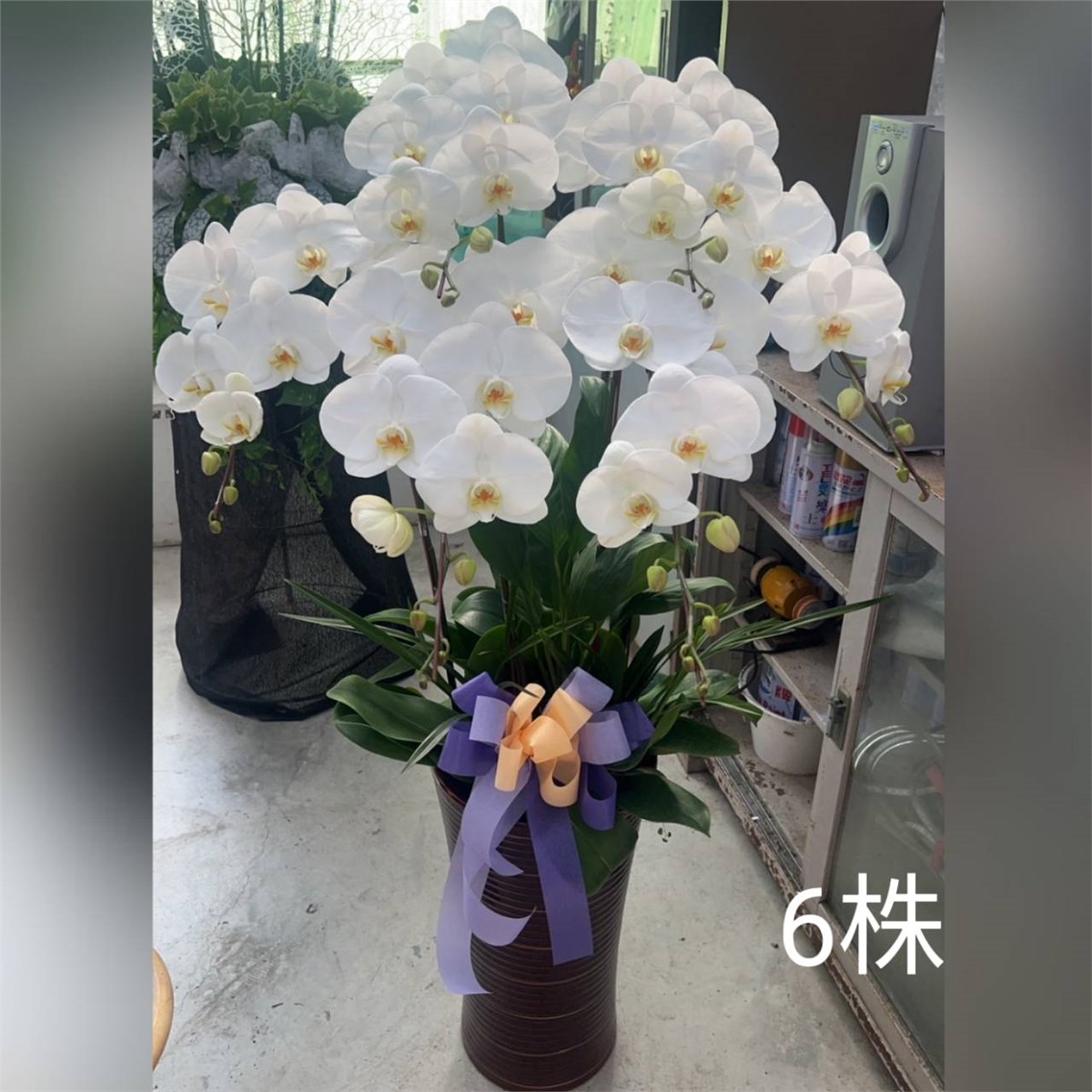 六株高盆蘭花(白)