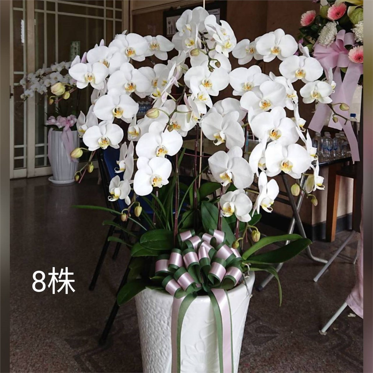 八株高盆蘭花(白)