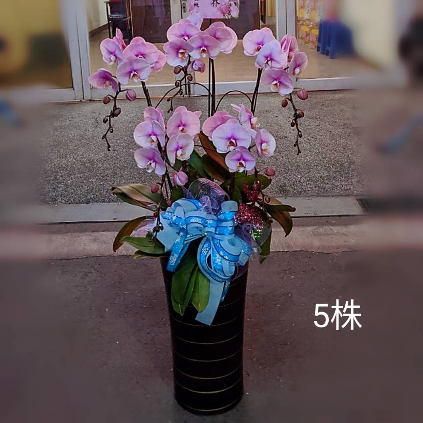 五株高盆蘭花(粉)