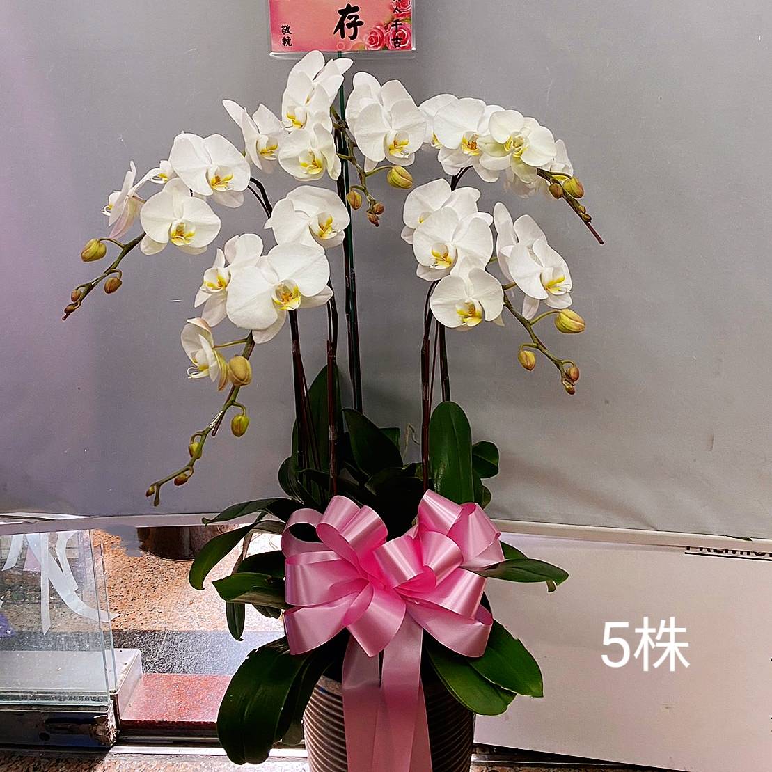 五株高盆蘭花(白)