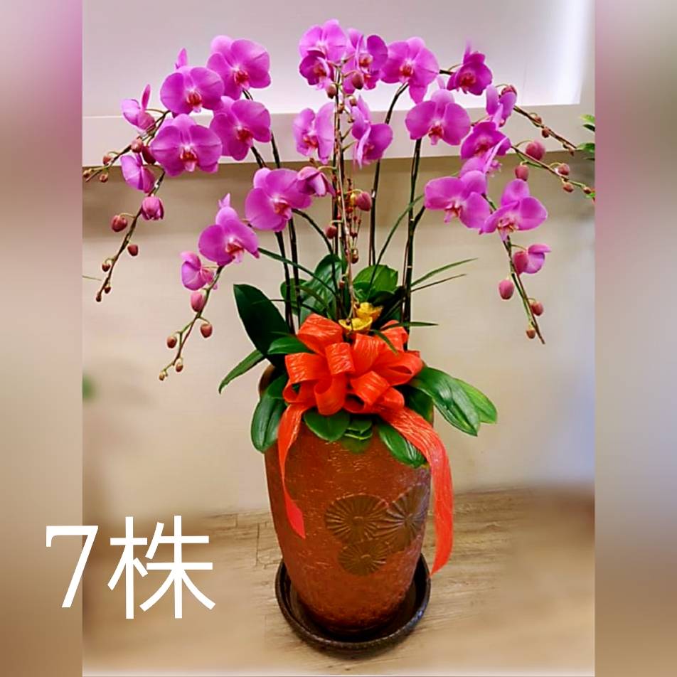 七株典雅蘭花(粉色)