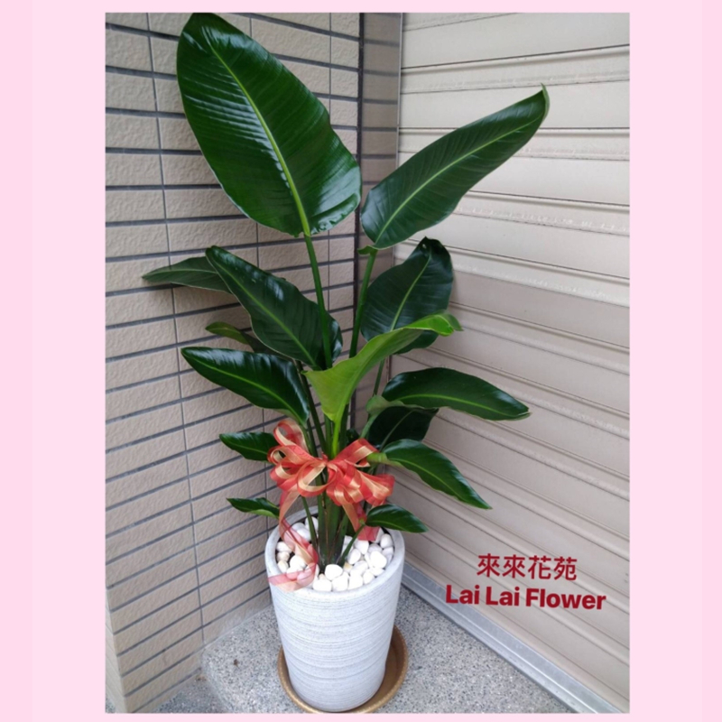 落地型天堂鳥葉