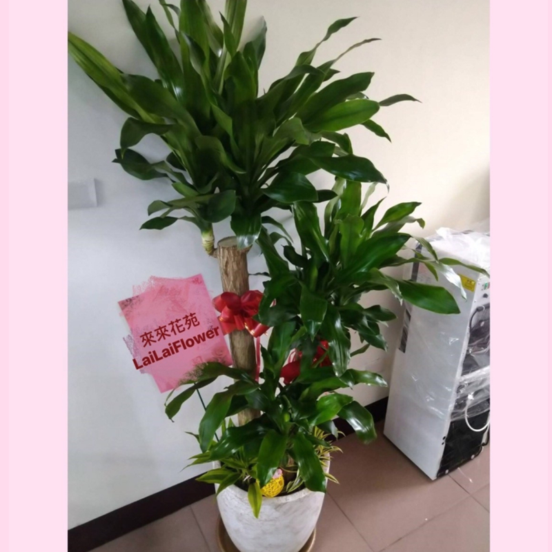 落地型巴西